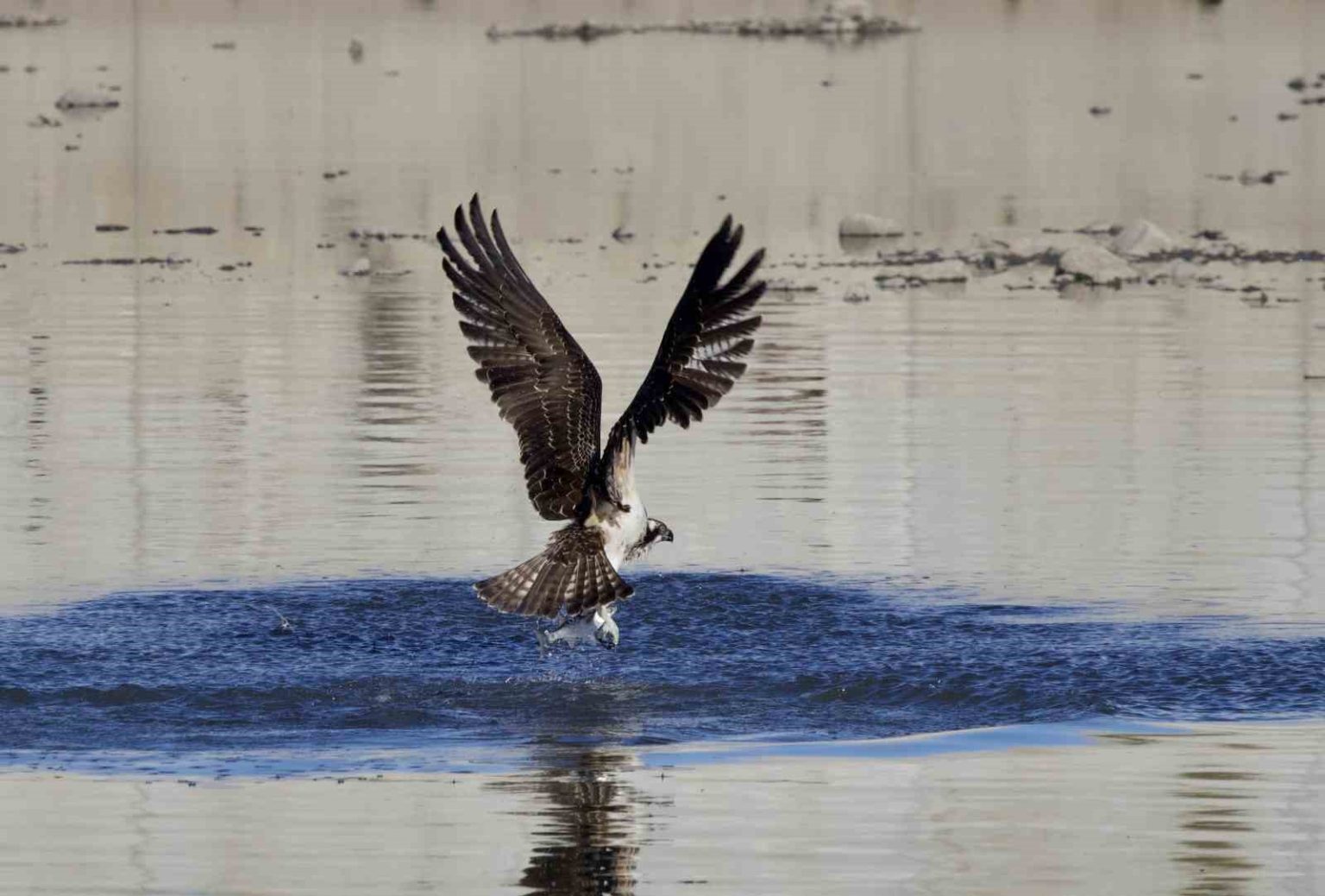 kastamonuda-kus-fotografcilari-avlanan-balik-kartallarini-goruntuledi