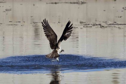 kastamonuda-kus-fotografcilari-avlanan-balik-kartallarini-goruntuledi
