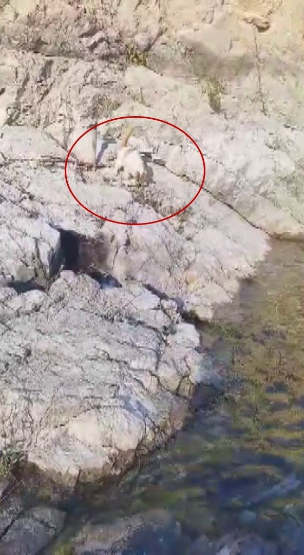 malatyada-amator-balikci-ile-kedi-arasindaki-diyalog-gulumsetti