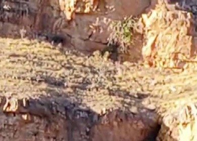 malatyada-suru-halindeki-yaban-kecileri-goruntulendi