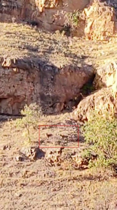 malatyada-suru-halindeki-yaban-kecileri-goruntulendi