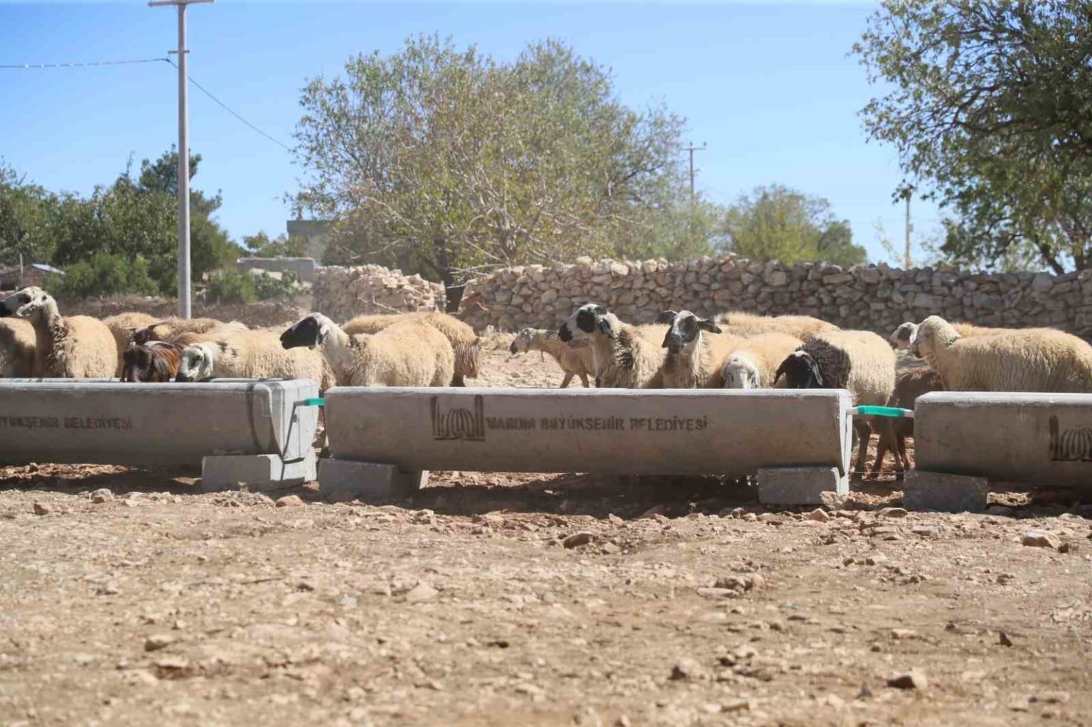 mardin-buyuksehir-belediyesi-5-ilcede-330-adet-sivat-dagitti