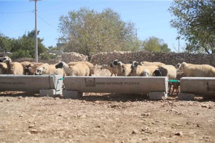 mardin-buyuksehir-belediyesi-5-ilcede-330-adet-sivat-dagitti