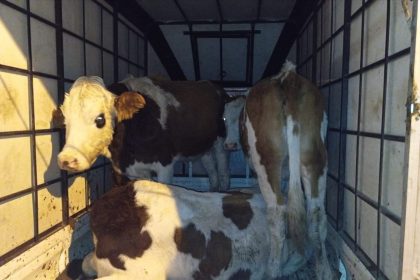 musta-calinan-buyukbas-hayvanlar-jandarma-kontrolune-takildi