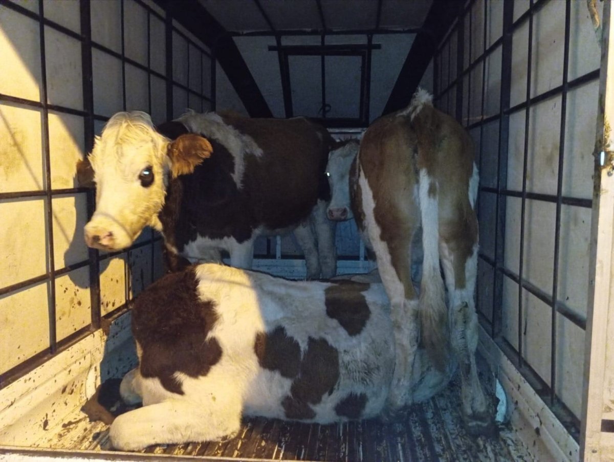 musta-calinan-buyukbas-hayvanlar-jandarma-kontrolune-takildi