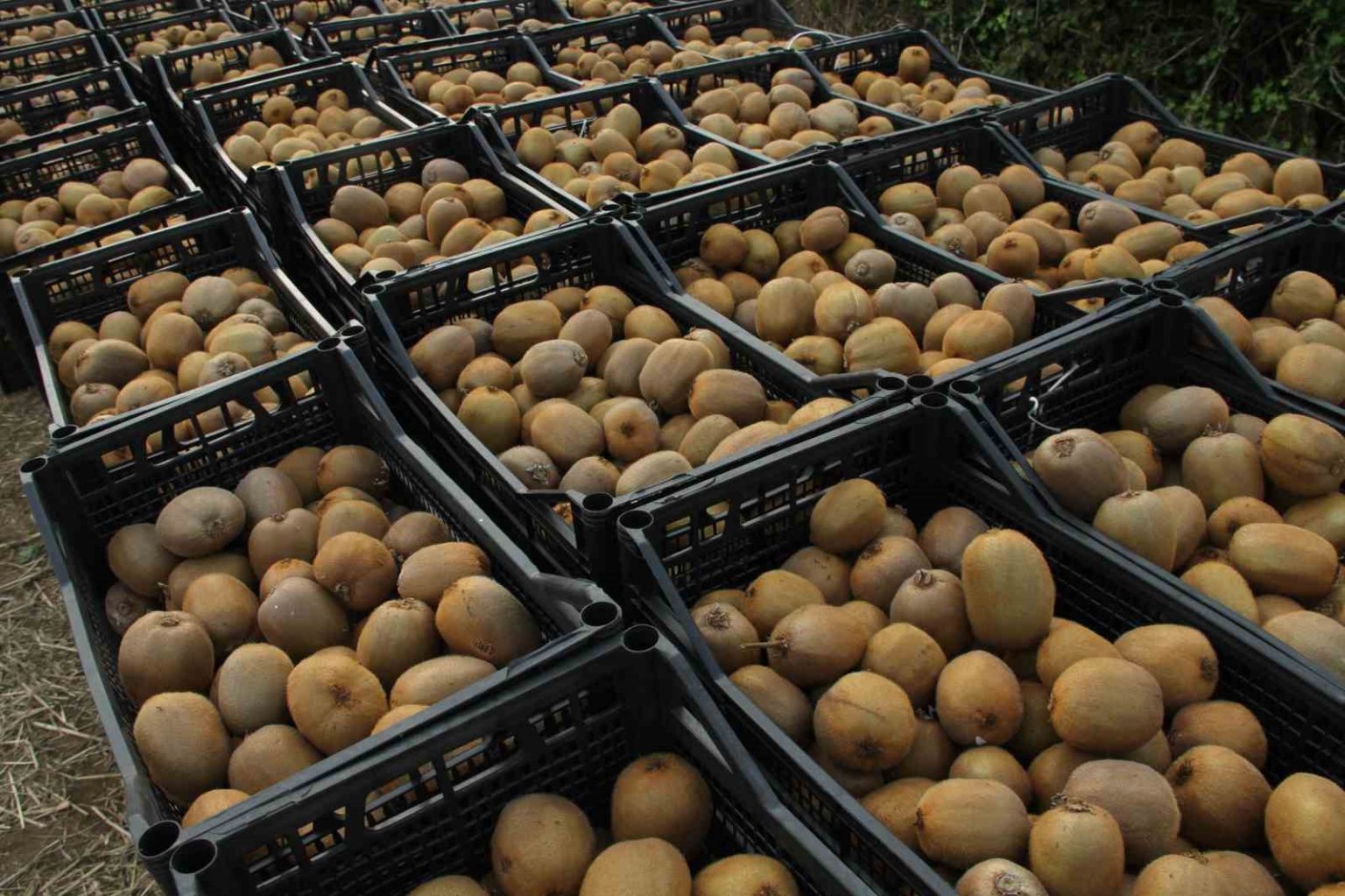 samsunda-2025-yili-kivi-hasat-etkinligi