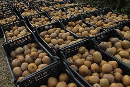 samsunda-2025-yili-kivi-hasat-etkinligi