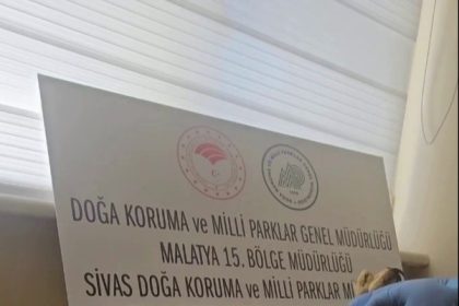 sivasta-bitkin-halde-bulunan-sahin-yeniden-dogaya-salindi