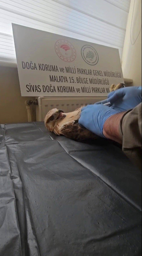 sivasta-bitkin-halde-bulunan-sahin-yeniden-dogaya-salindi