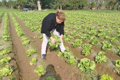 sokede-gida-guvenligi-icin-marul-tarlalarinda-numune-alindi