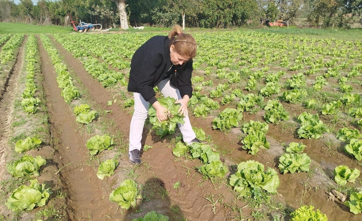 sokede-gida-guvenligi-icin-marul-tarlalarinda-numune-alindi