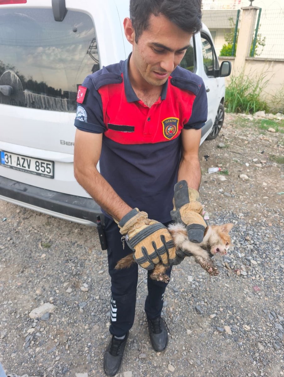 arsuzda-aracin-kaputuna-giren-kediyi-itfaiye-kurtardi