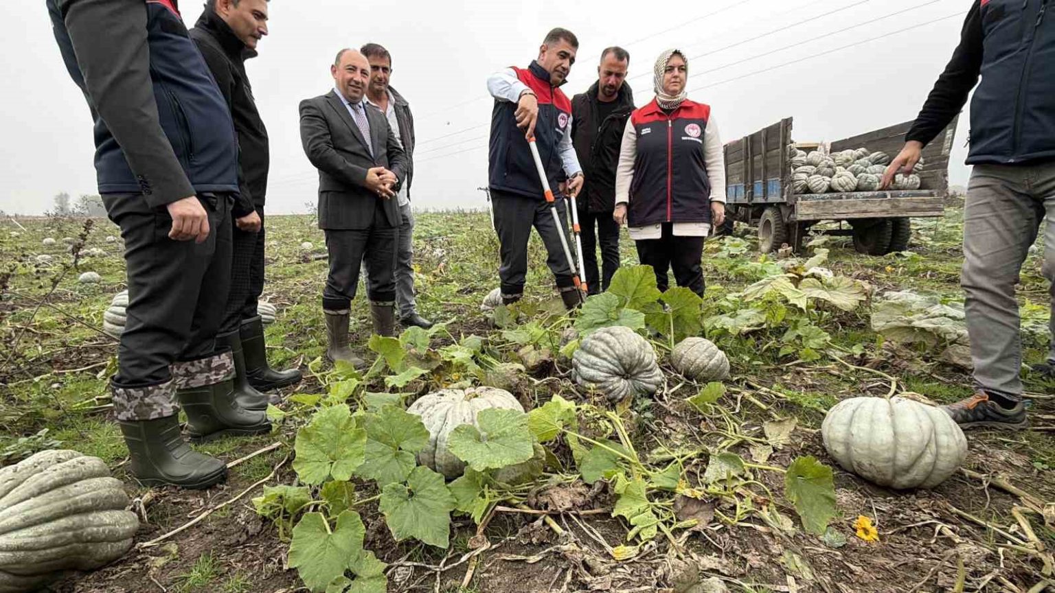 cografi-isaretli-kestane-kabagi-hasadi-basladi