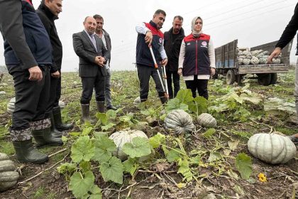 cografi-isaretli-kestane-kabagi-hasadi-basladi