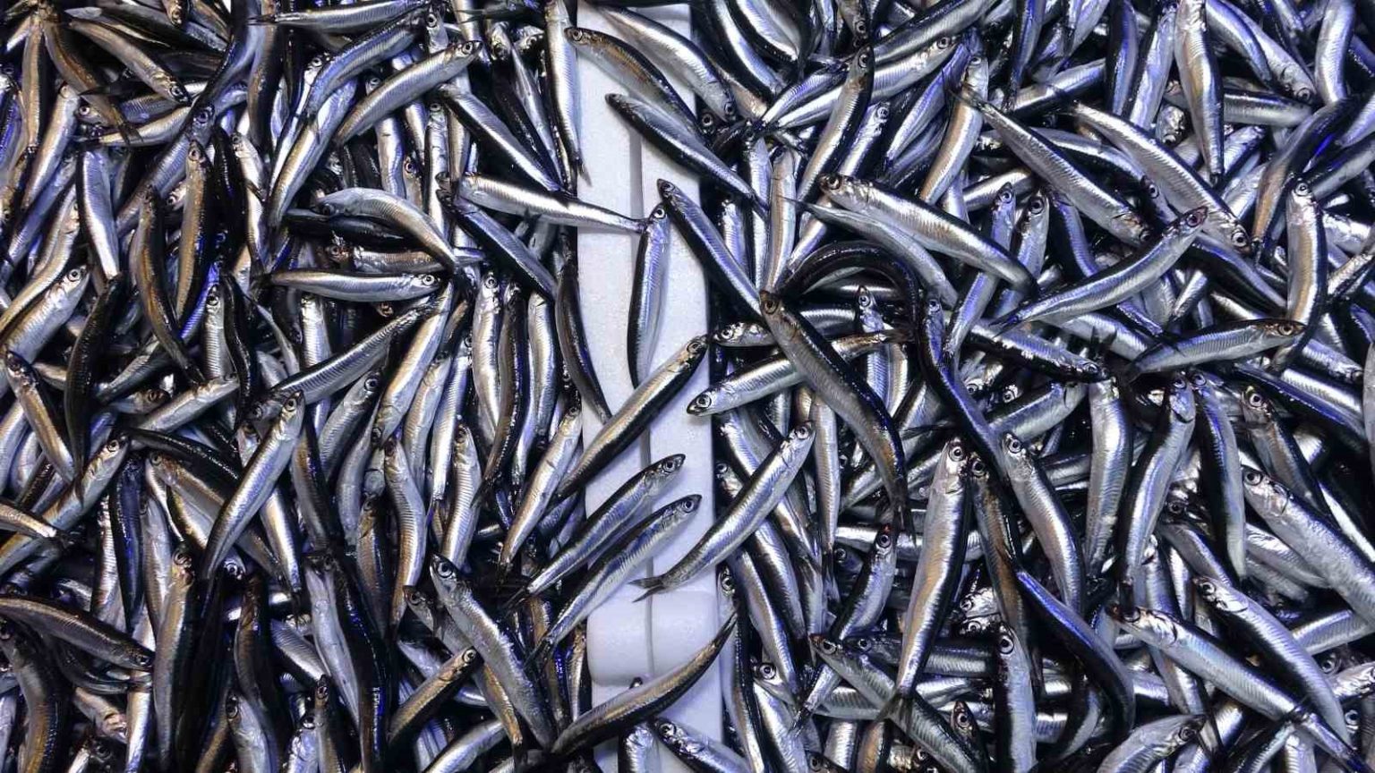 denizdeki-hamsi-bollugu-ihracat-rakamlarina-yansimadi