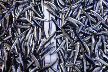 denizdeki-hamsi-bollugu-ihracat-rakamlarina-yansimadi