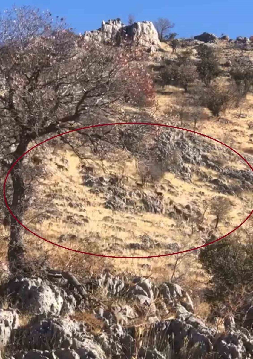 diyarbakirda-dag-kecileri-suru-halinde-goruntulendi