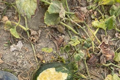 elazigda-bahceler-domuzlarinin-istilasina-ugradi