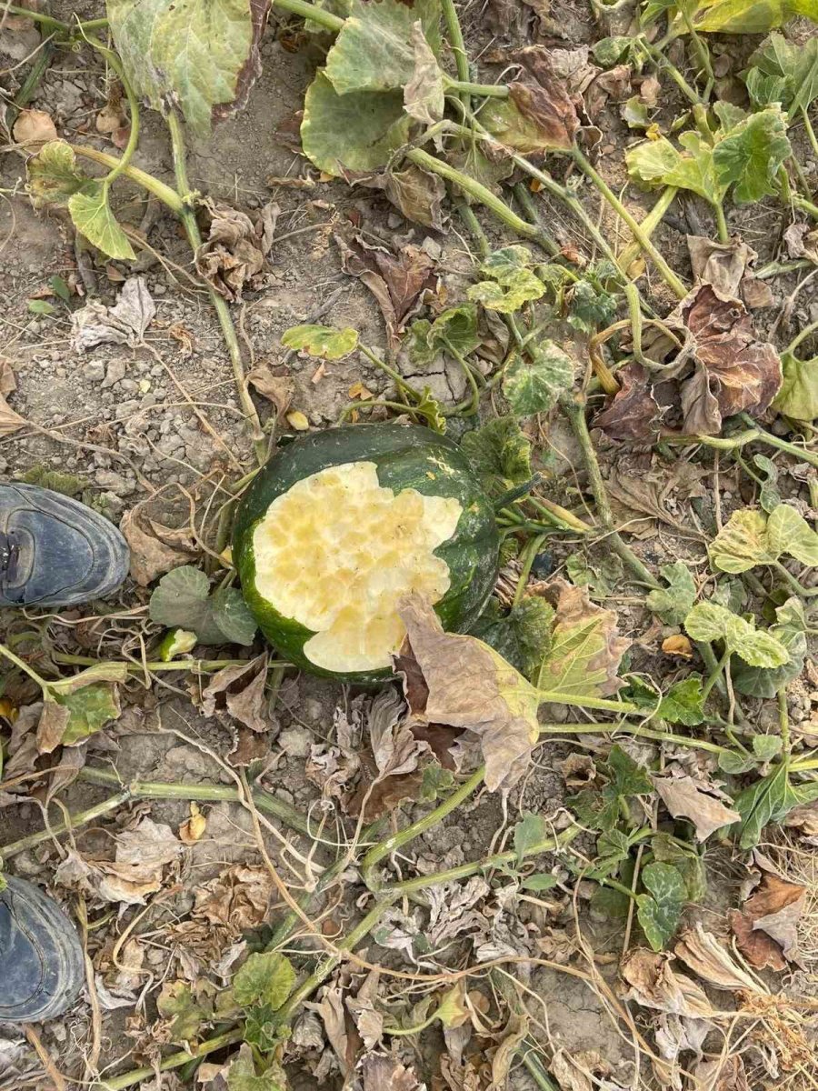 elazigda-bahceler-domuzlarinin-istilasina-ugradi