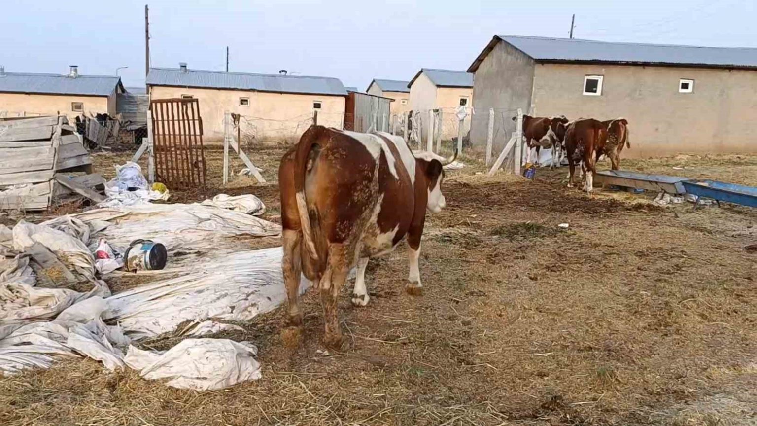 elazigda-sap-hastaligi-ve-olumler-ureticiyi-zorluyor