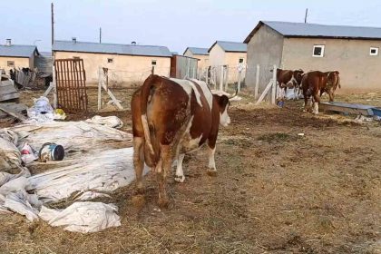 elazigda-sap-hastaligi-ve-olumler-ureticiyi-zorluyor