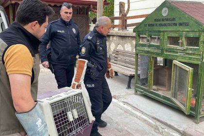 karamanda-yarali-dogan-koruma-altina-alindi