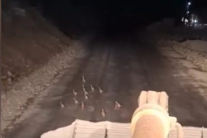 keklik-yavrularini-fark-edince-calismasini-durdurdu