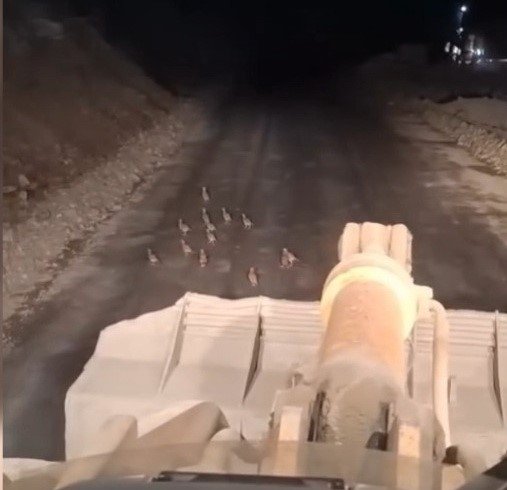 keklik-yavrularini-fark-edince-calismasini-durdurdu