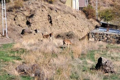 koyde-yaban-kecileri-ozgurce-otluyor