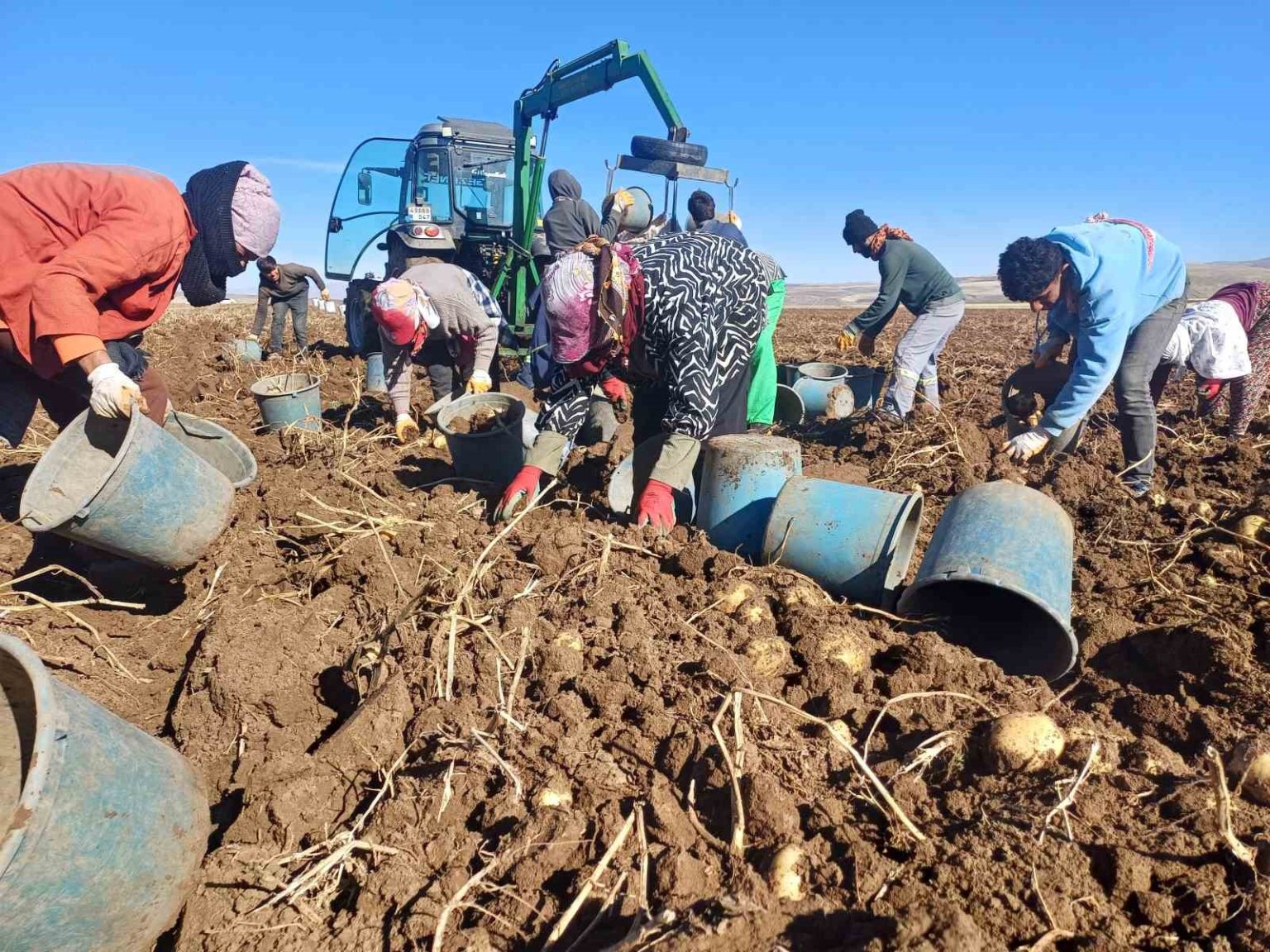 malazgirtte-ilk-defa-ekilen-patates-umut-oldu