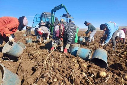malazgirtte-ilk-defa-ekilen-patates-umut-oldu