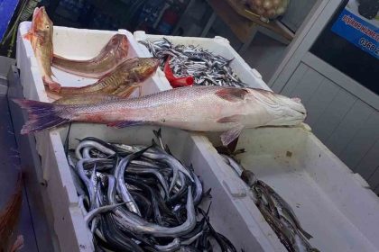 oltayla-yakalanan-deniz-levregi-9-bin-liraya-satildi