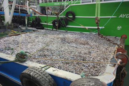 sinopta-hamsi-denetimleri