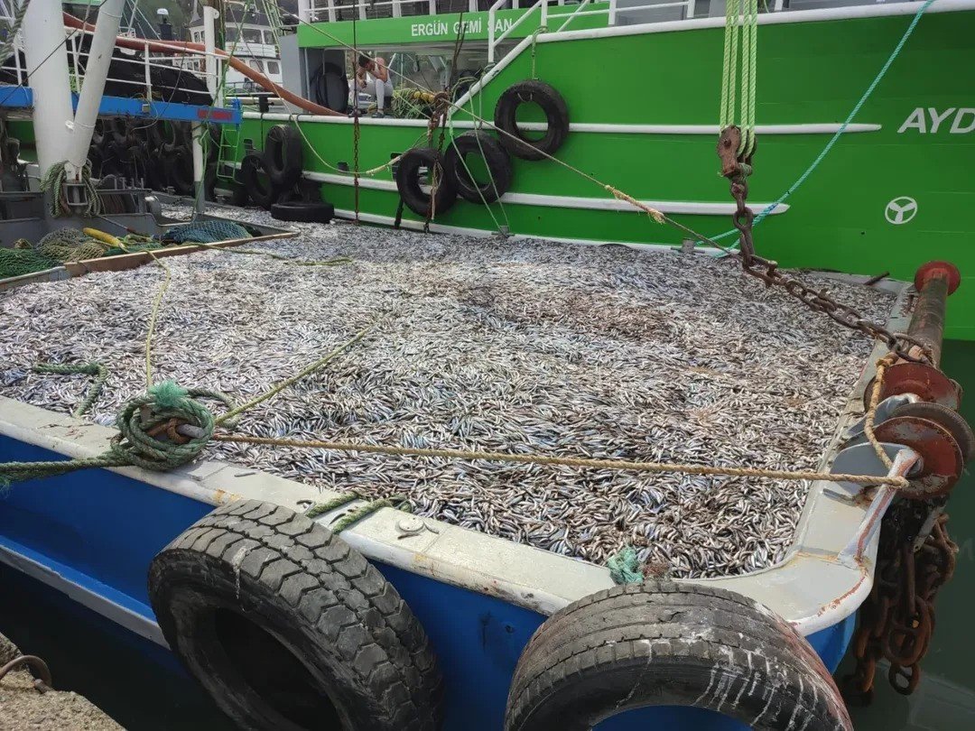 sinopta-hamsi-denetimleri