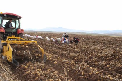 tercan-ovasinda-kislik-patates-bereketi