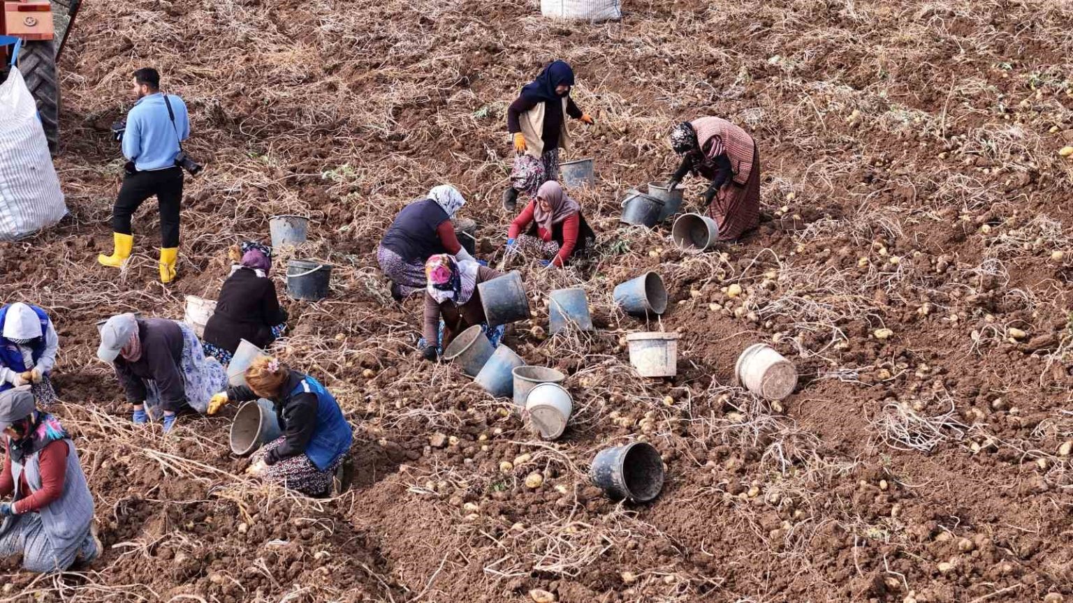 turkiyede-sezonun-son-patatesleri-sivasta-sokuluyor