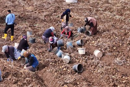 turkiyede-sezonun-son-patatesleri-sivasta-sokuluyor