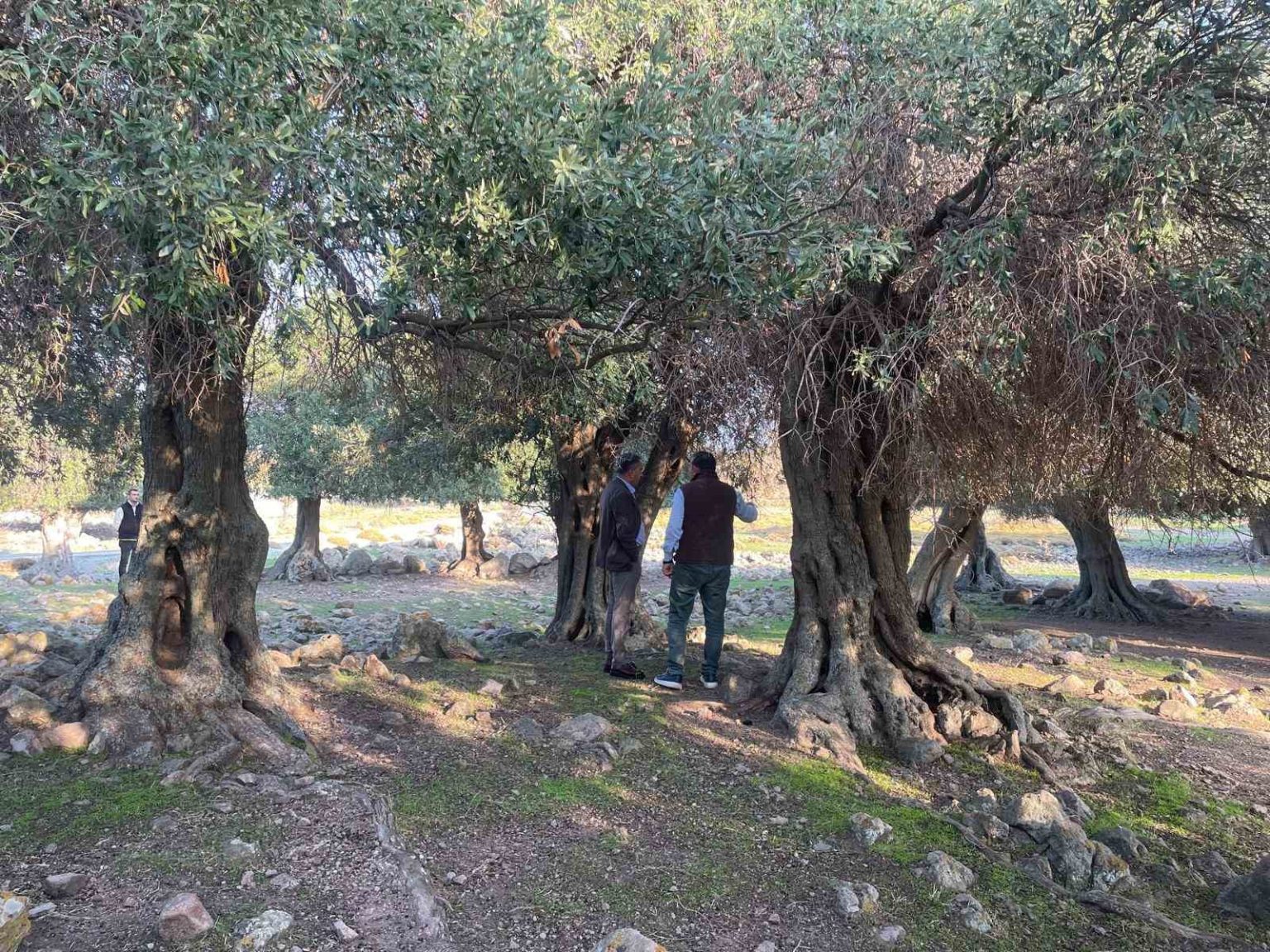 yuzlerce-yildir-ispanya-ve-italyadan-sonra-sadece-gokceadada-yetisiyor