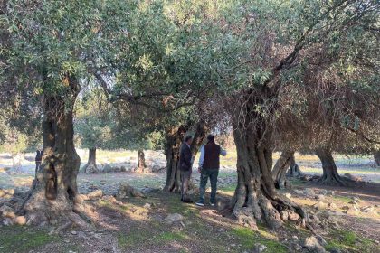 yuzlerce-yildir-ispanya-ve-italyadan-sonra-sadece-gokceadada-yetisiyor