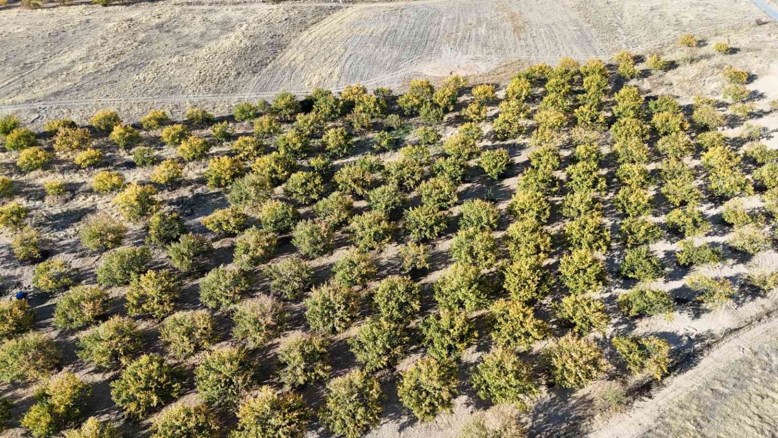 zirai-dondan-etkilenen-kayisi-agaclari-gelecek-yil-icin-umut-veriyor