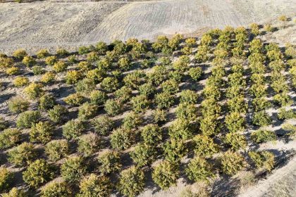 zirai-dondan-etkilenen-kayisi-agaclari-gelecek-yil-icin-umut-veriyor