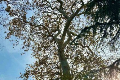 asirlik-cinar-agacinin-koruma-altina-alinmasi-bekleniyor