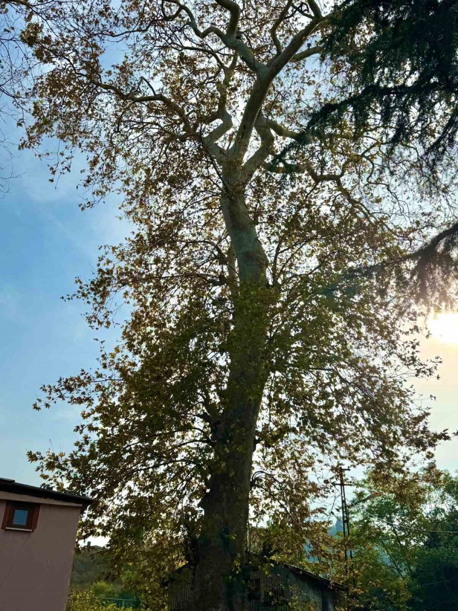 asirlik-cinar-agacinin-koruma-altina-alinmasi-bekleniyor