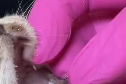 balik-artiklarini-yemek-isteyen-kedinin-agzi-ve-ayagina-olta-kancasi-batti