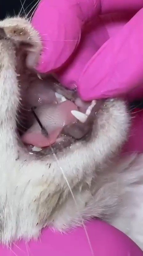 balik-artiklarini-yemek-isteyen-kedinin-agzi-ve-ayagina-olta-kancasi-batti