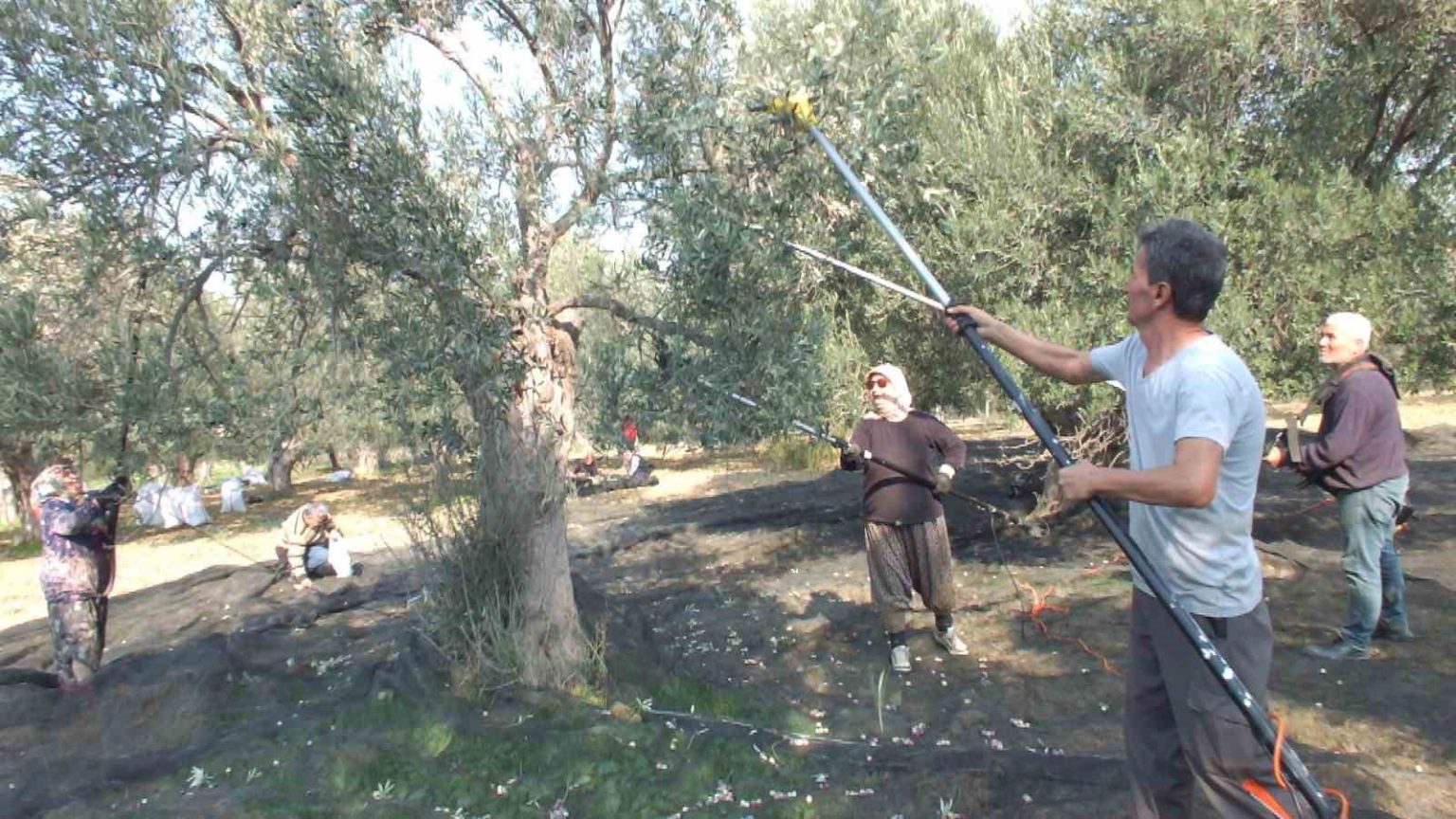 balikesirde-makineli-hasat-zeytinde-verimi-artiriyor