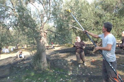 balikesirde-makineli-hasat-zeytinde-verimi-artiriyor