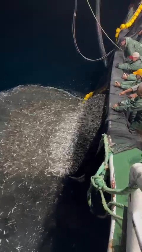 canakkalede-balikcilardan-ornek-avcilik-yavru-baliklari-denize-geri-saldi