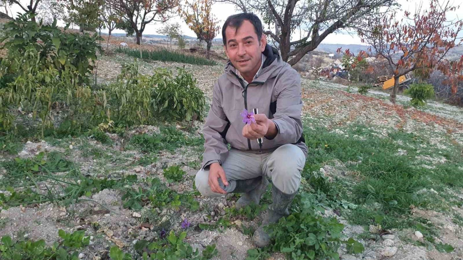 demircide-safran-cicegi-yetistirildi