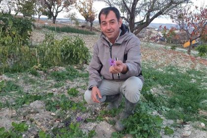 demircide-safran-cicegi-yetistirildi